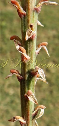  Inflorescence- a part-with pedicels and bracts